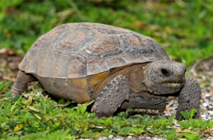 gopher-tortoise
